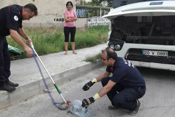 Denizli'yi yılanlar bastı: 30 günde 25 ihbar