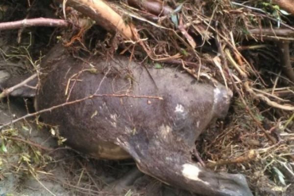 Çorum'da meydana gelen selde 10 büyükbaş hayvan telef oldu