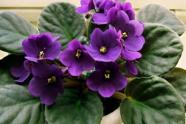 Menekşe bakımı püf noktaları