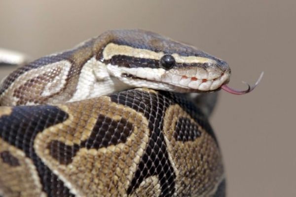 Yılanın ısırdığı adamdan akılalmaz adım!