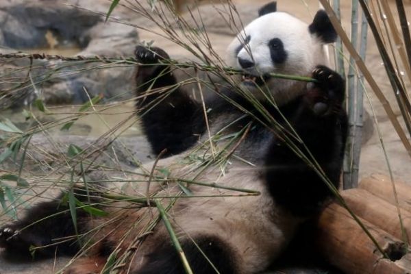 Japonya bu anı kutluyor