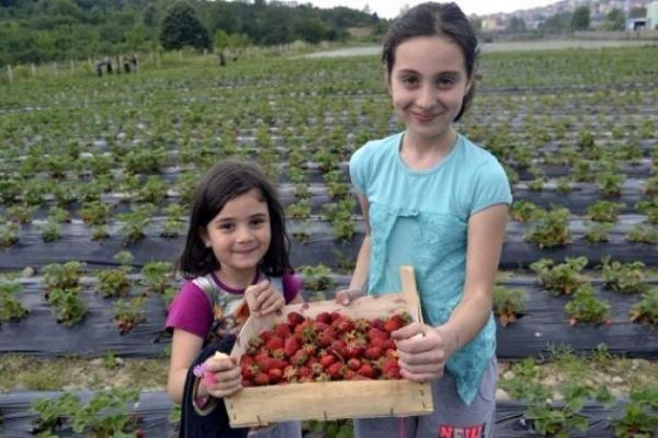 Zonguldak'ta müşteriler çilekleri kendileri topluyor