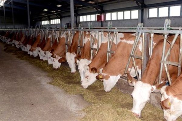 Süt ve süt ürünleri istatistikleri belli oldu