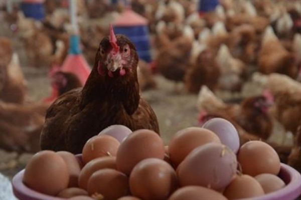 Kümes hayvancılığı üretimi yükseldi