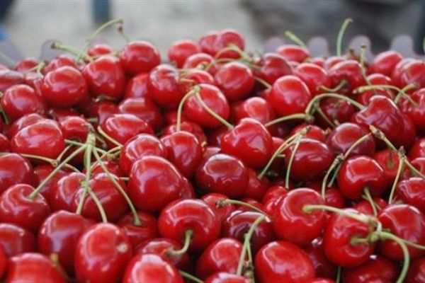 Tokat'tan Rusya'ya kiraz satışı