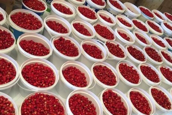 Düzce'de dağ çileği bolluğu yaşanıyor