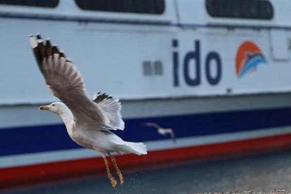 İDO'nun yaz tarifesi başladı