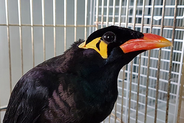 'Konuşan karga' koruma altında