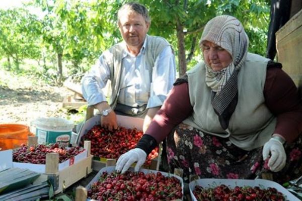 Kirazın 'lakıl' hali 30 lira'dan satılıyor