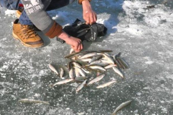 41 balık türü tükenme riski altında