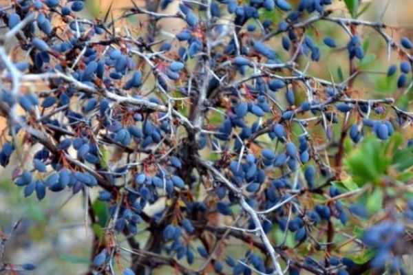 Karamuk dikeni diyabete çare mi?