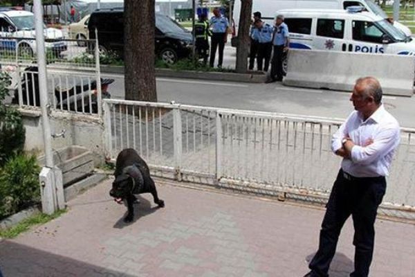 Bolu'da pitbull sanılan köpek büyük panik oluşturdu