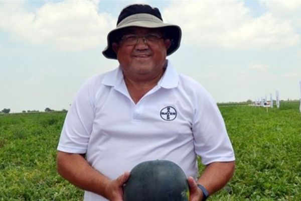 Adana karpuzuna çekirdeksiz rakip