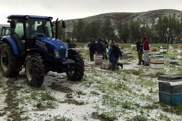 Tarlaları dolu vurdu: 20 bin dönüm alan zarar gördü
