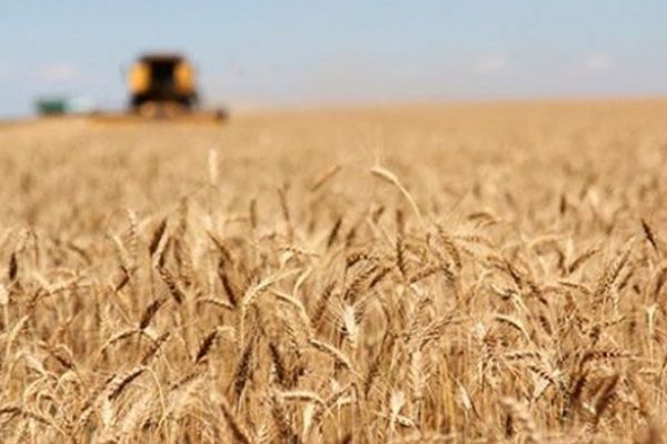 Buğdayda rekor rakam bekleniyor