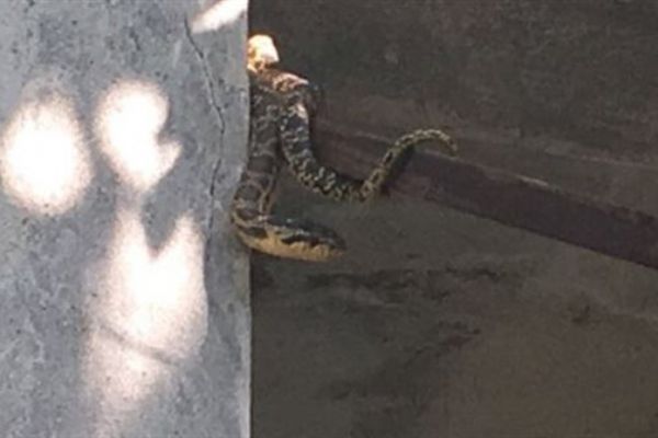 Gördüğünüz yılanları öldürmeyin uyarısı