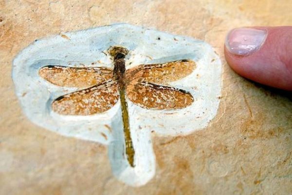 200 milyon yıl önce yaşamış