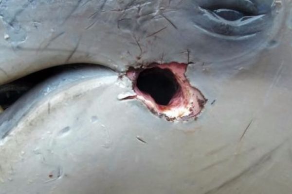 İstanbul Boğazı'nda av tüfeği ile katlettiler!