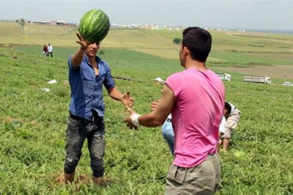 Adana'da karpuz hasadı