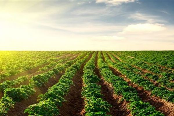 Türk yatırımcıların gözü Sudan'da