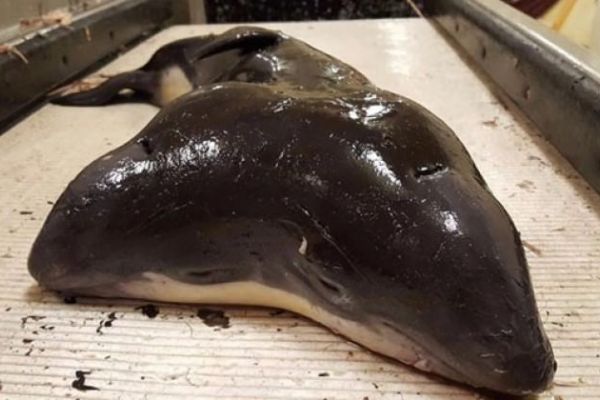 Balıkçıların ağına takıldı! Türünün...