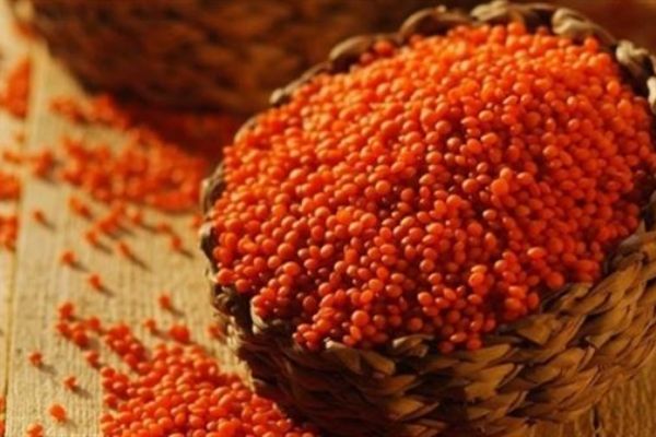 Mercimek üretiminde yüzde 15 yükseliş bekleniyor