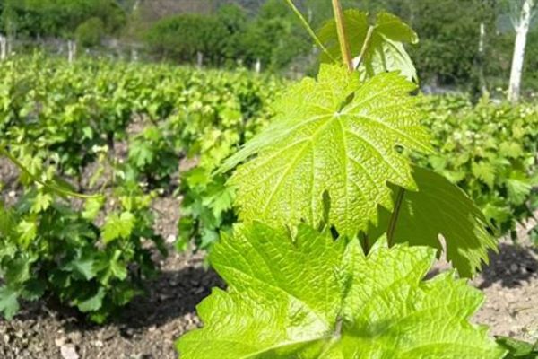 Avrupa 'Erbaa asma yaprağını' sevdi