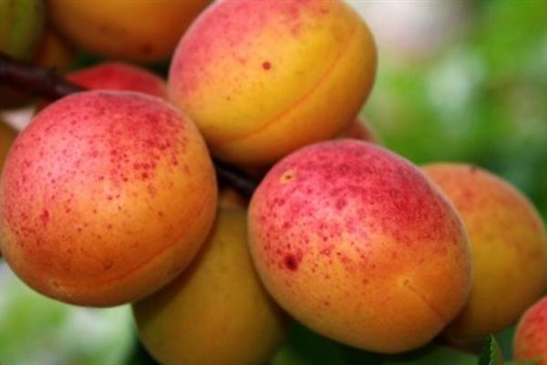 Kayısıda büyük beklenti