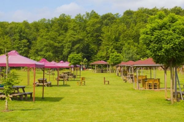 Piknik yaparken ağaca zarar verene ceza