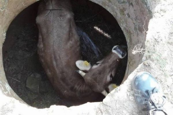 Kuyuya düşen ineği itfaiye kurtardı