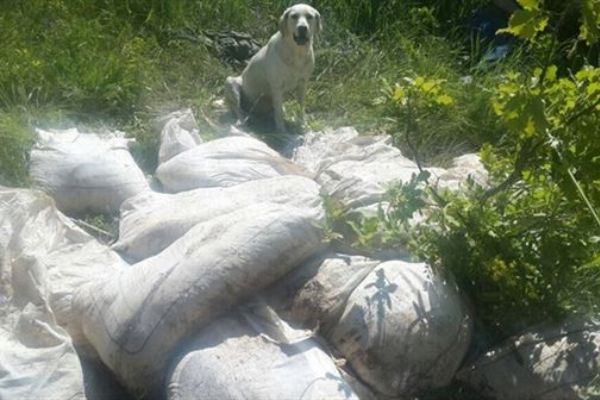 Bitlis'te 2 ton amonyum nitrat yakalandı