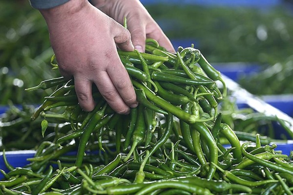 Rusya'ya yaş meyve sebze ihracatında lider hangi il?