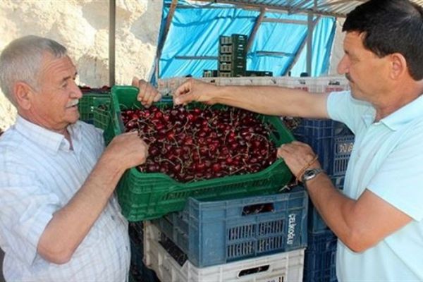 Demirci kirazı yüz güldürüyor