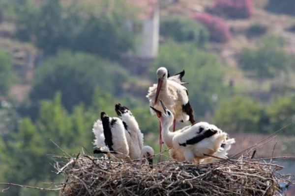 Aydın'daki leylek sayısı azalıyor