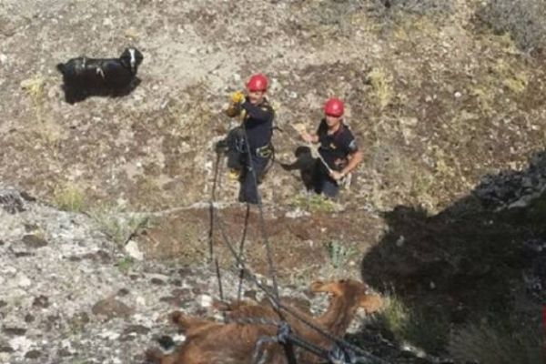 Malatya'da itfaiyeden 'keçi kurtarma' operasyonu