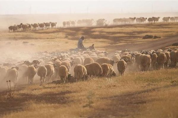 Yüksek et fiyatlarının nedeni 'maliyet' ve 'verimlilik'
