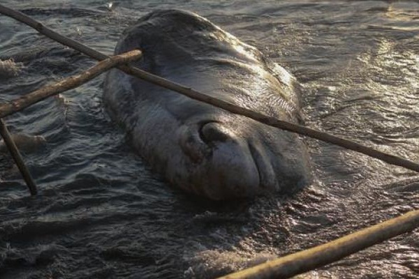 Hatay'da kıyıya vurdu: 12 metre