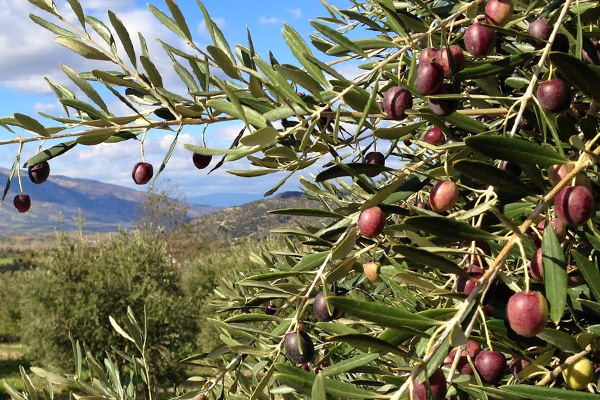 Bakan Özlü'den 'zeytinlik' açıklaması