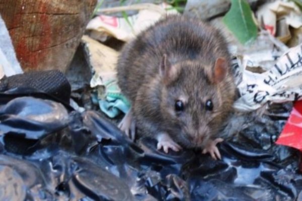 Manisa'da esnaf fare avına çıktı