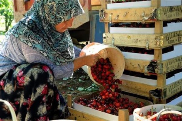 'Rusya pazarı kiraz üreticisini rahatlattı'