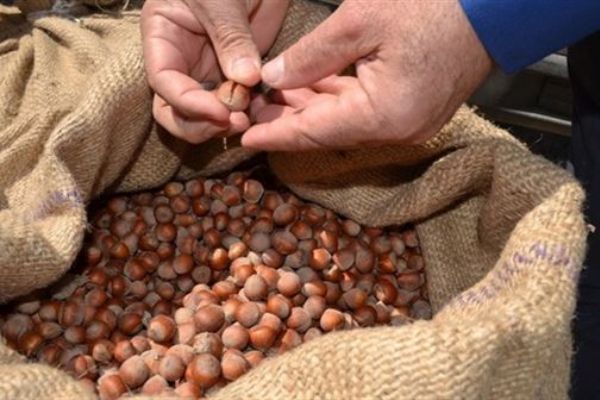 Fındığın kilogramı 8 liraya düştü