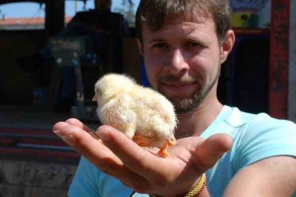 Bu civciv görenleri şaşırtıyor