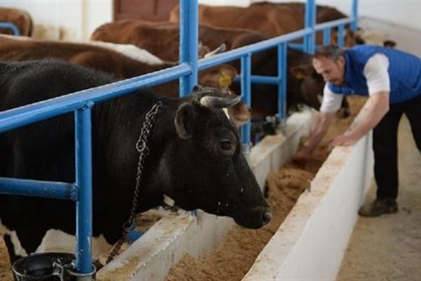 Giresun'da hayvancılığa 1 milyon lira destek