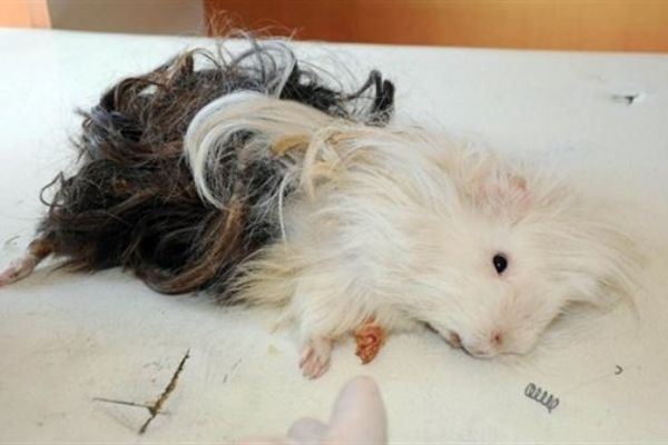 Mezarlıkta bulunan hayvan şoke etti