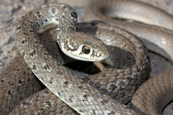 Bayburt'ta ok yılanı görüntülendi