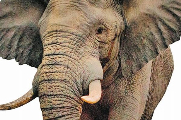 Filler soykırıma uğruyor