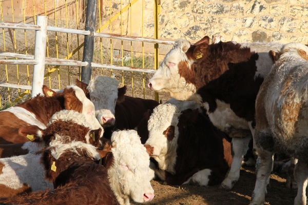İki bakanlıktan orman köylülerine daha ucuz hayvan dağıtma kararı