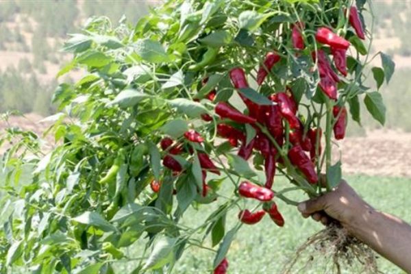 'İslahiye biberi'nde hasat hazırlığı