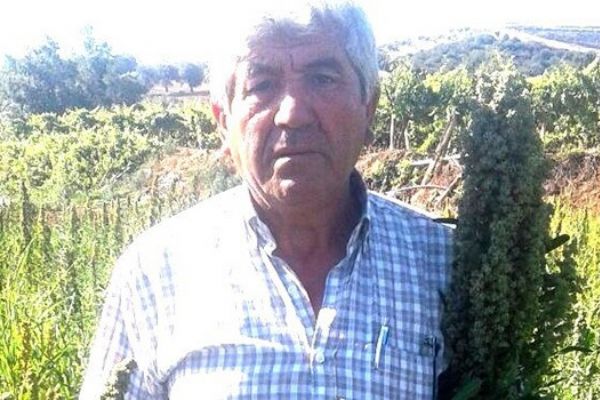 Sarıgöl'de kinoa bitkisi yetiştirildi