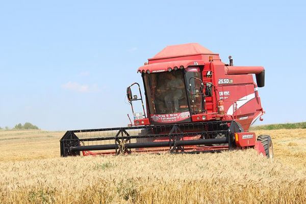 Edirne'de buğday hasadı başladı
